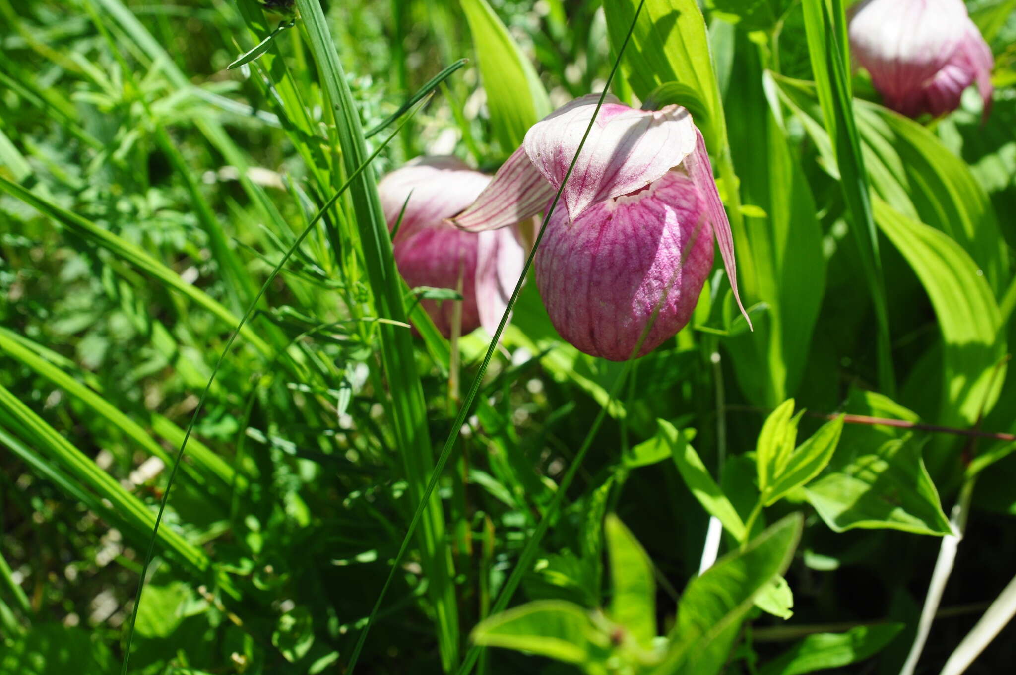 Image of Large-flowered Cypripedium