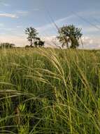 Imagem de Stipa spartea Trin.