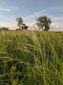 صورة Stipa spartea Trin.