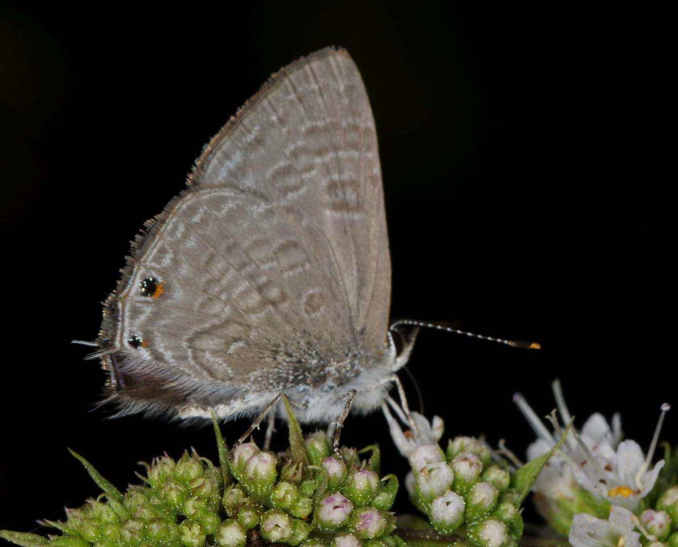 Imagem de Anthene definita (Butler 1899)