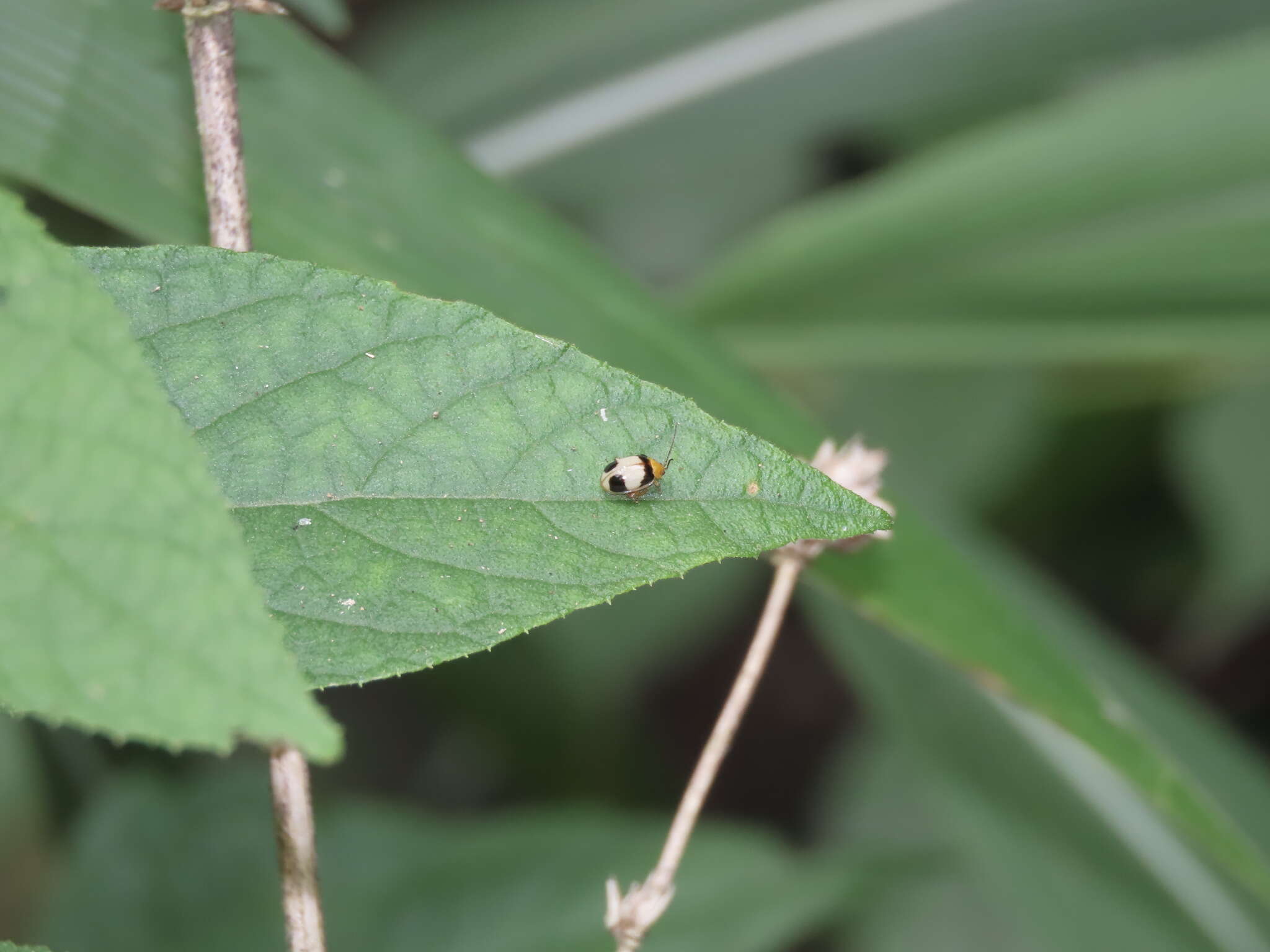 Image of <i>Hemipyxis balyi</i>