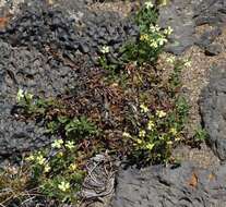 Image of Glandularia araucana (Phil.) Botta