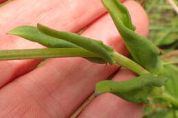 Image of Agathisanthemum chlorophyllum (Hochst.) Bremek.