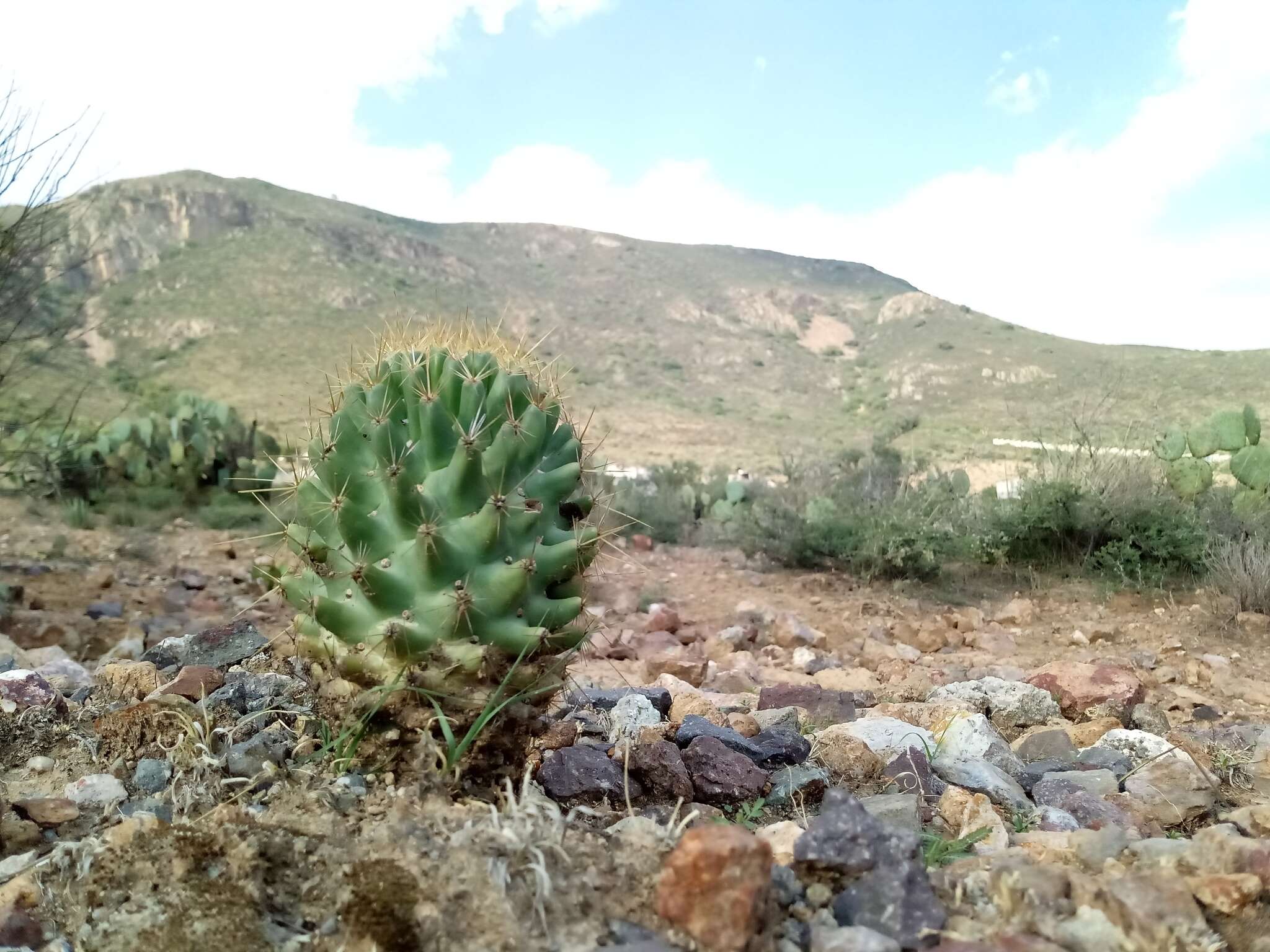 Image of Coryphantha octacantha (DC.) Britton & Rose