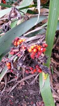 Image of stinking iris