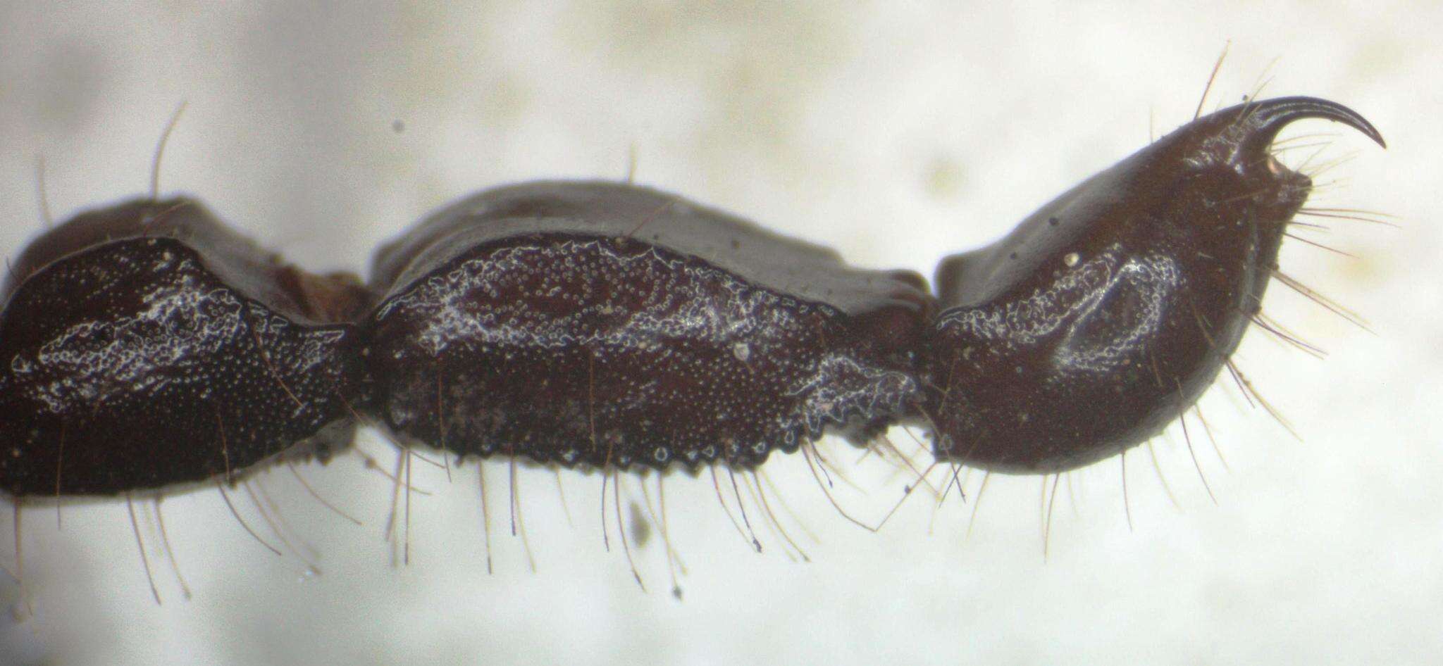 Image of Didymocentrus krausi Francke 1978