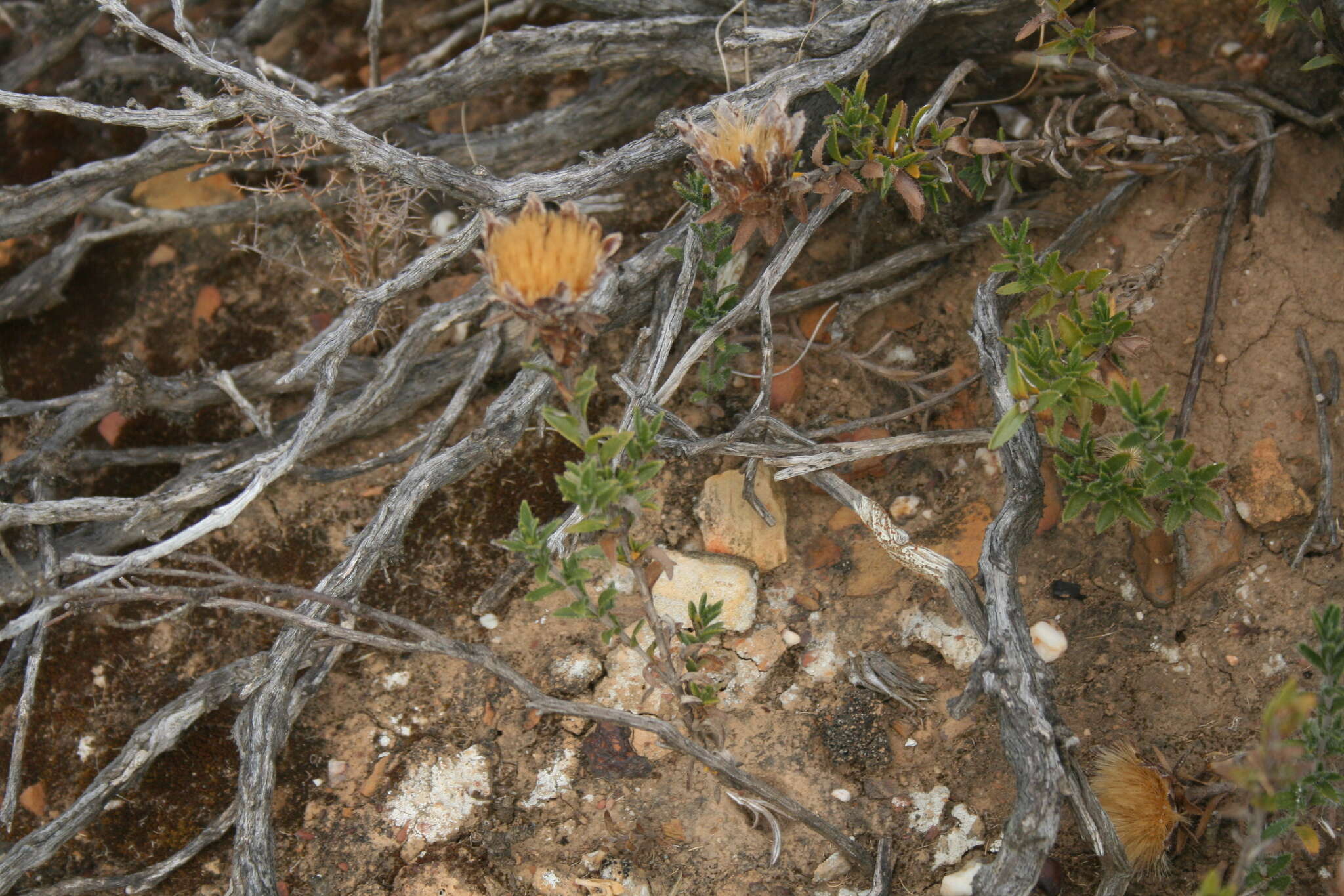 Image of Pteronia elongata Thunb.