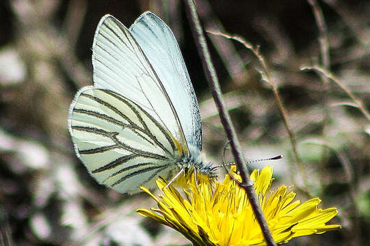 Image of Mustard White