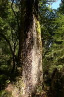 Image of Black Pine