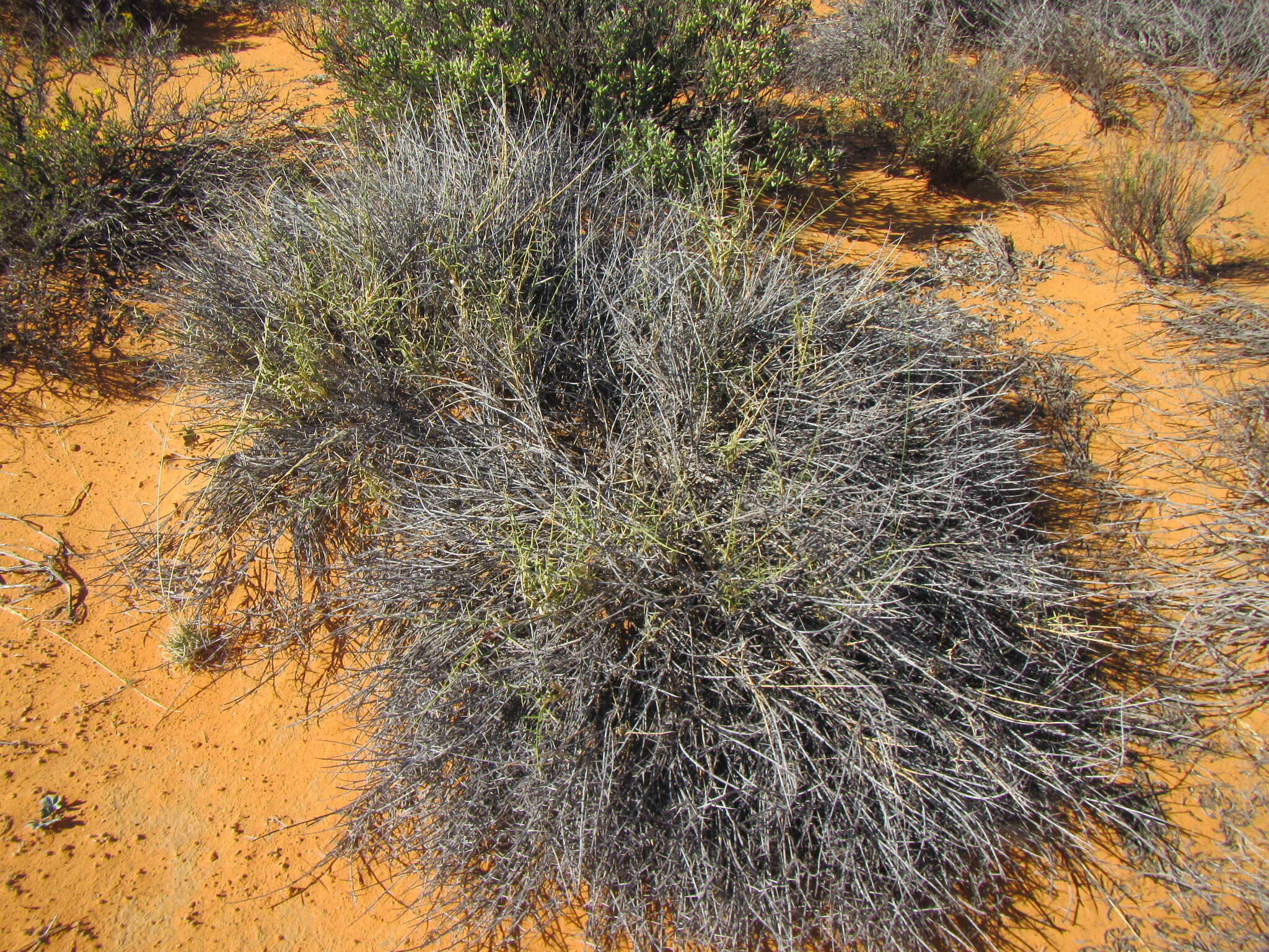 Image of Cladoraphis spinosa (L. fil.) S. M. Phillips