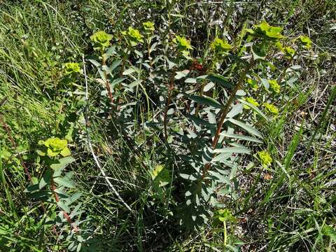 Image of Euphorbia nicaeensis All.