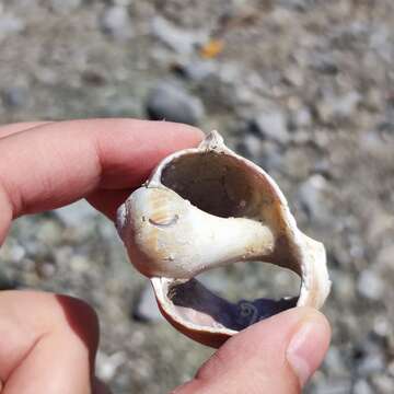 Image of Kurile moon snail