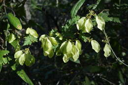 Imagem de Urvillea chacoensis A. T. Hunziker