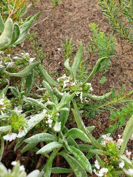 Imagem de Scaevola canescens Benth.