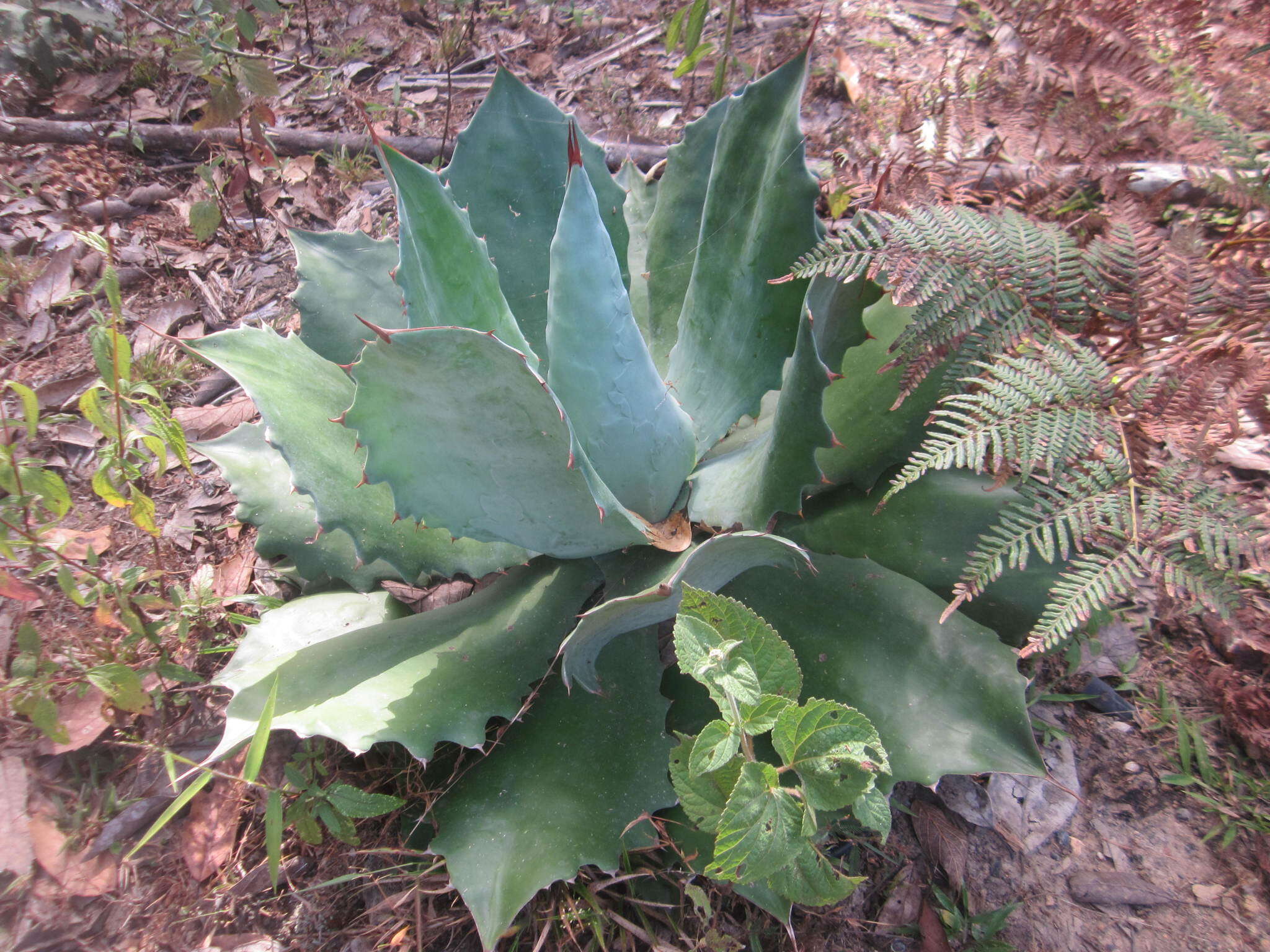 Image de Agave seemanniana Jacobi