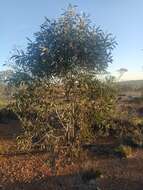 Image of Pincushion hakea