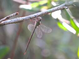 Image de Triacanthagyna trifida (Rambur 1842)