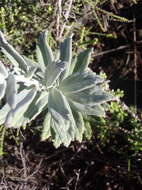 Image de Senecio lineatus (L. fil.) DC.