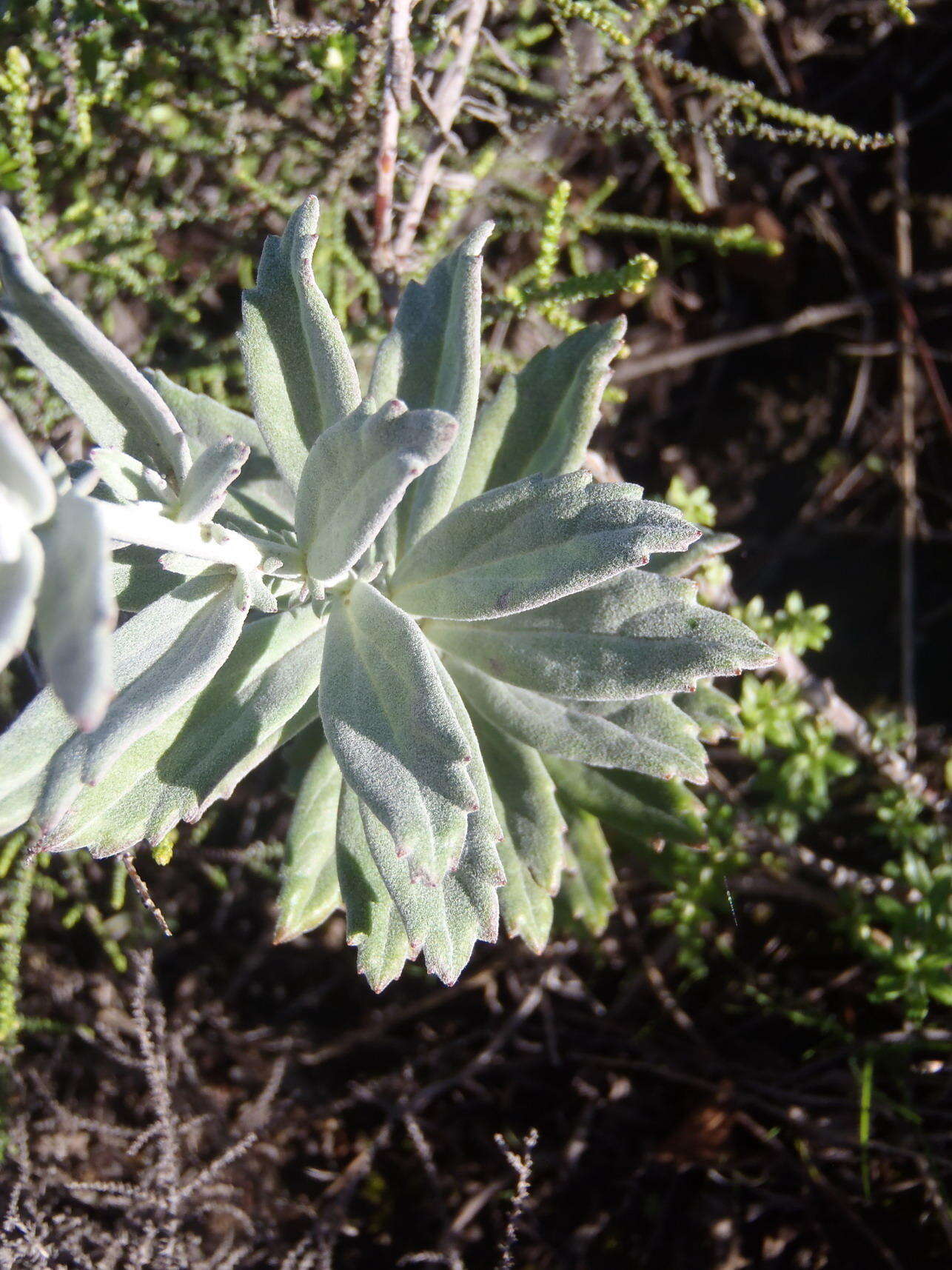 Image de Senecio lineatus (L. fil.) DC.