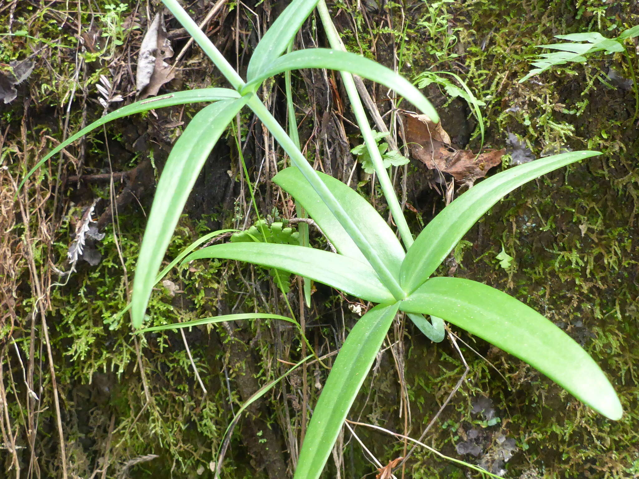 Image of checker lily