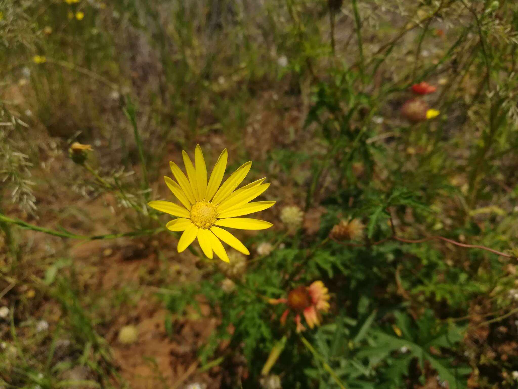 Sivun Xanthisma texanum var. texanum kuva