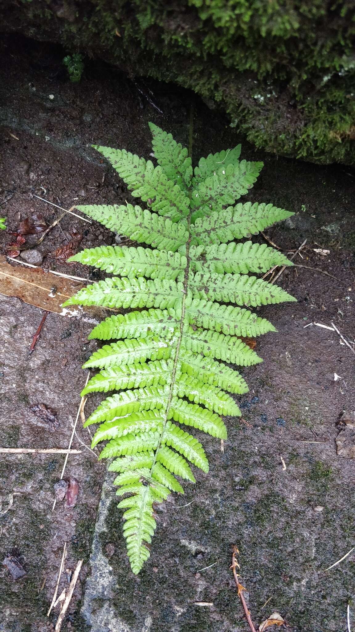 Image of Stegnogramma pozoi (Lag.) Iwatsuki