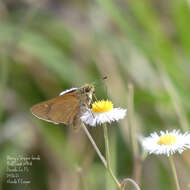 Image of Berry's Skipper