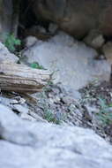 Image of Charleston Mountain Whitlow-Grass