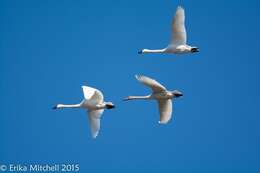 Image de Cygne siffleur