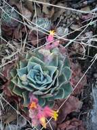 Image of hens and chicks