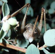 Image of Neduba castanea (Scudder & S. H. 1899)