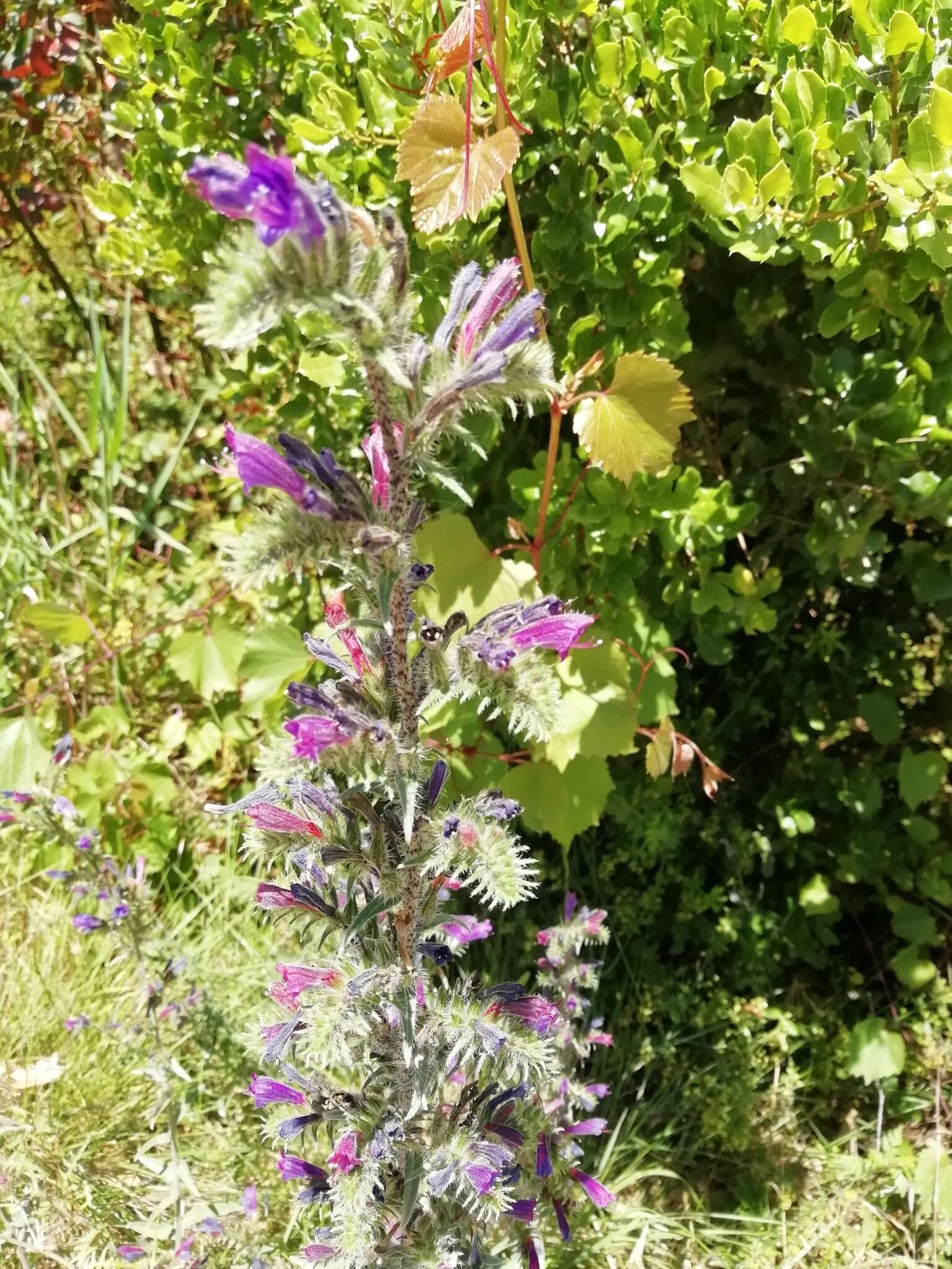 Image of Echium tuberculatum Hoffmanns. & Link