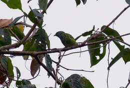 صورة Ixothraupis punctata (Linnaeus 1766)