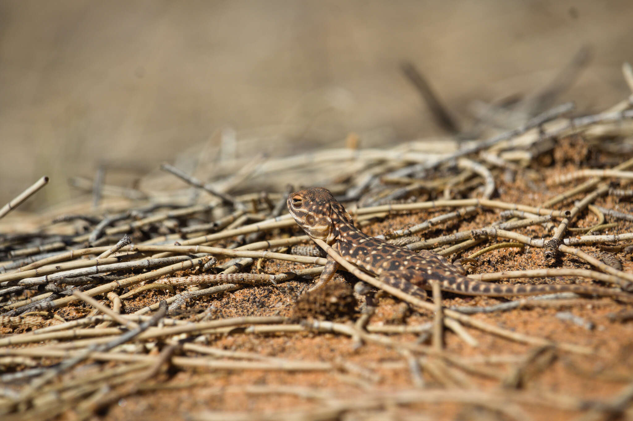 Image of Saltpan Ground-dragon