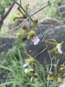 Image of Eulophia petersii (Rchb. fil.) Rchb. fil.