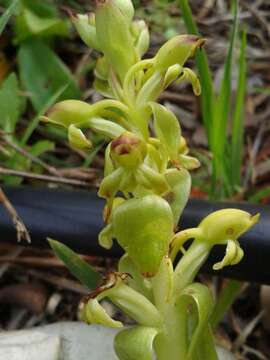 Image of Satyrium odorum Sond.