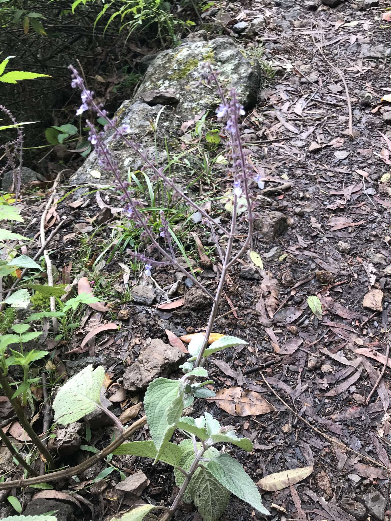 Image of <i>Coleus argentatus</i>