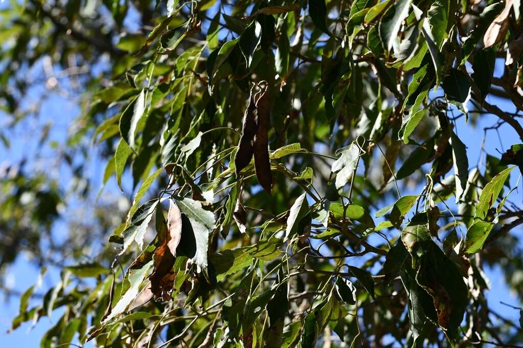 Image of <i>Lonchocarpus sumiderensis</i>