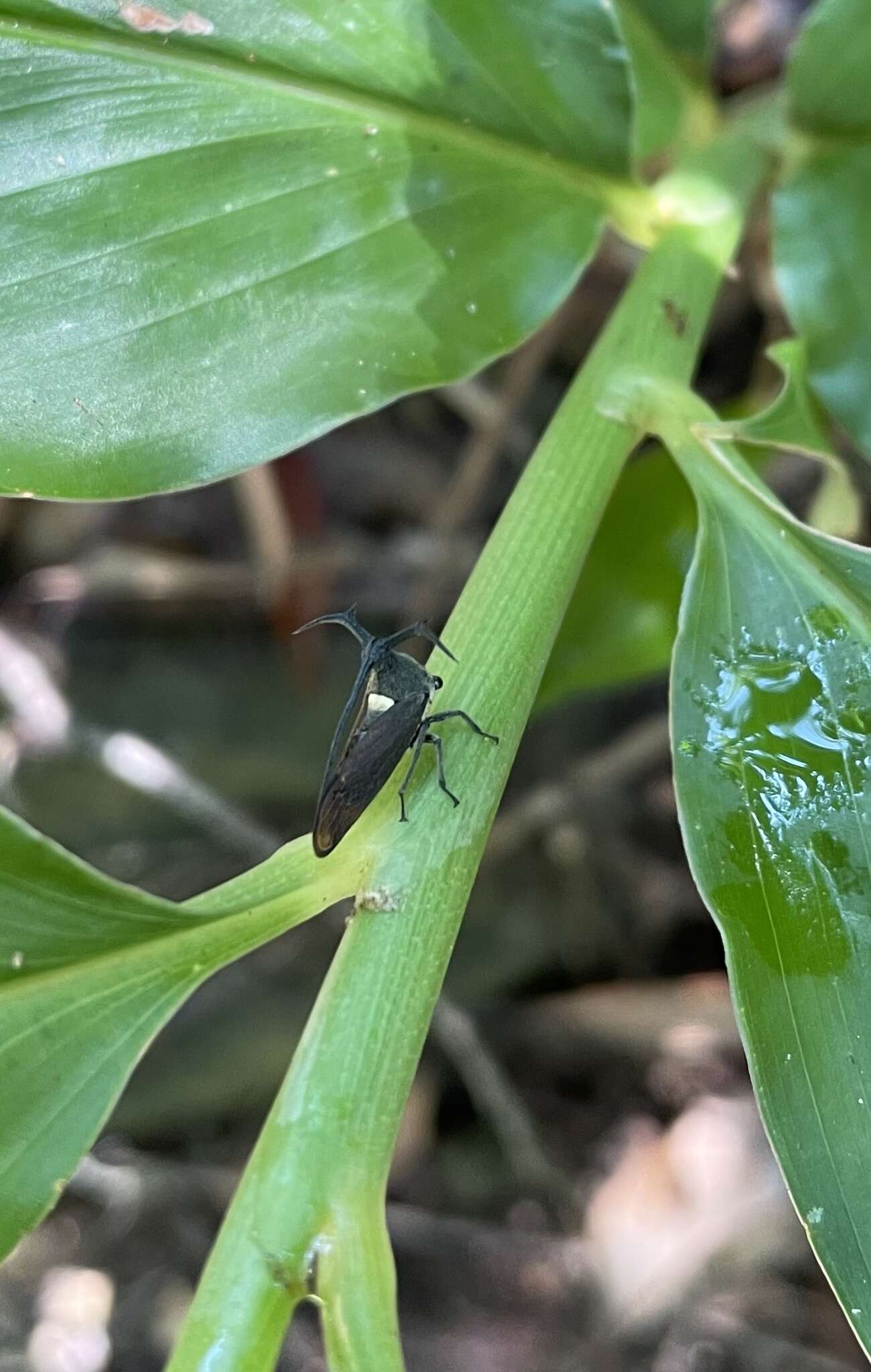 Image of Elaphiceps cervus Buckton