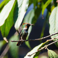 Lophornis magnificus (Vieillot 1817) resmi