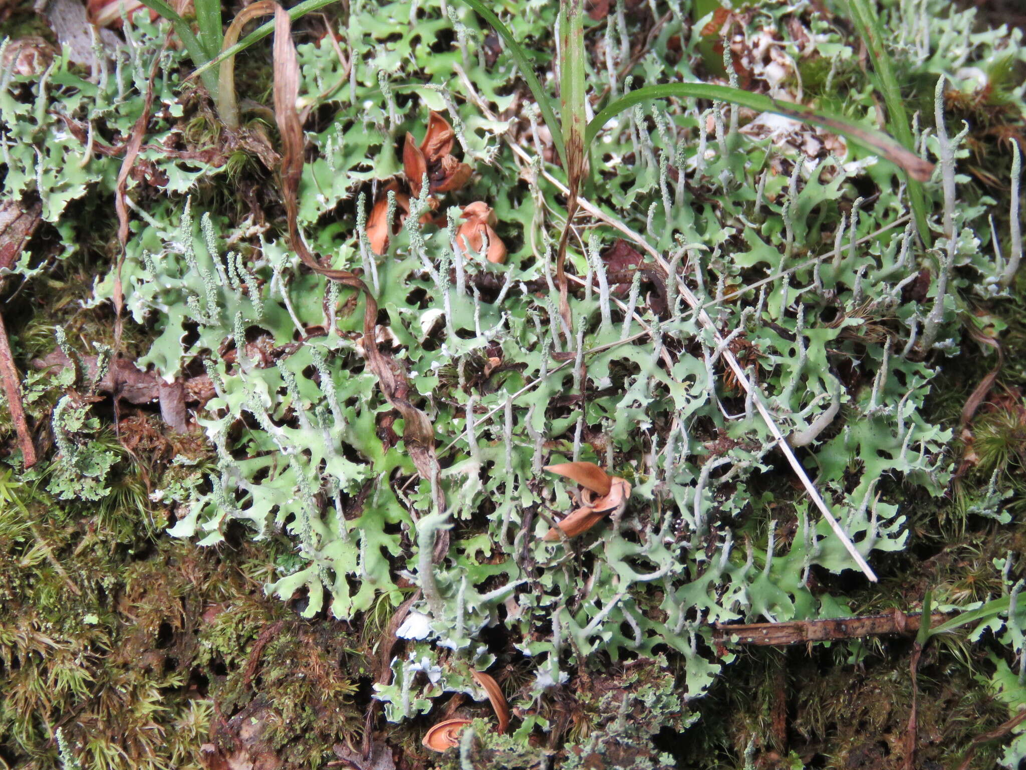 Image of Cladonia ceratophylla (Sw.) Spreng.