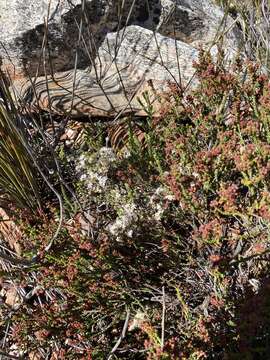 Image of Agathosma blaerioides Cham.