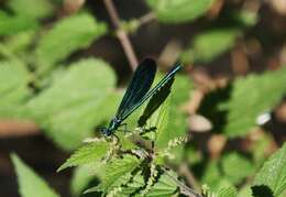 Image of Calopteryx virgo Linnaeus 1758