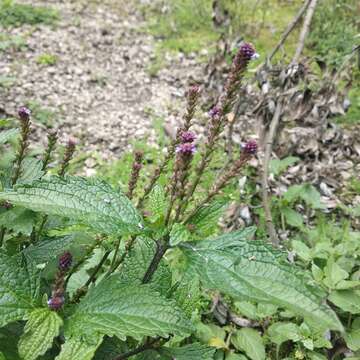 Image of Verbena recta Kunth