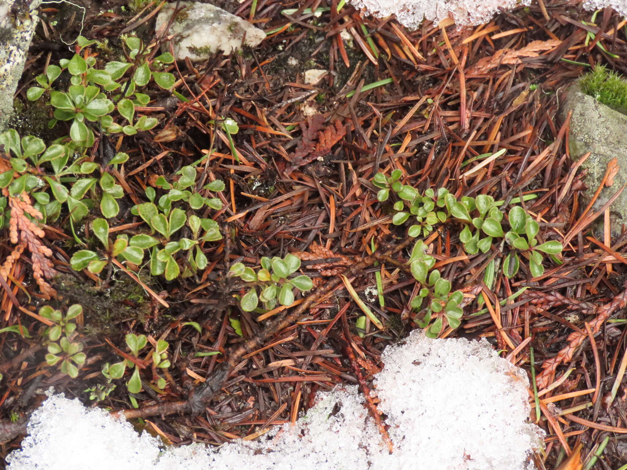 Image of Menzies' penstemon