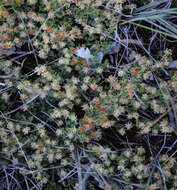 Image de Dodonaea procumbens F. Müll.