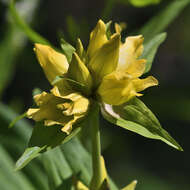 Imagem de Gentiana burseri subsp. villarsii (Griseb.) Rouy