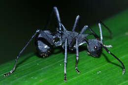 Image of Polyrhachis armata (Le Guillou 1842)