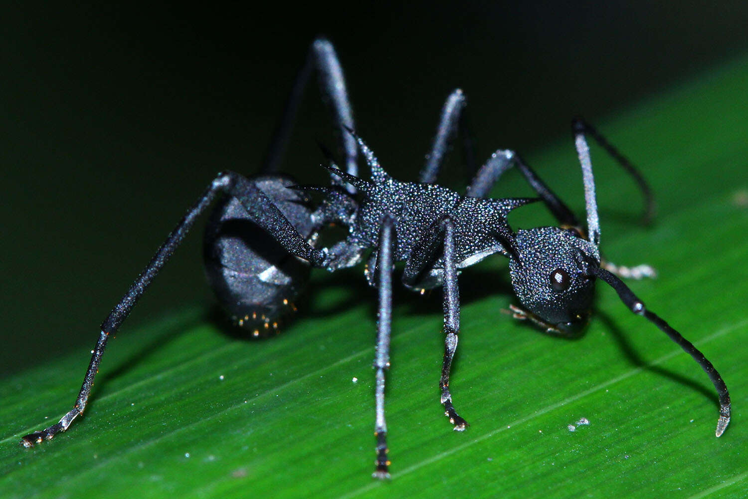 Image de Polyrhachis armata (Le Guillou 1842)