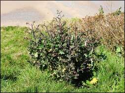 Plancia ëd Brassica oleracea var. oleracea